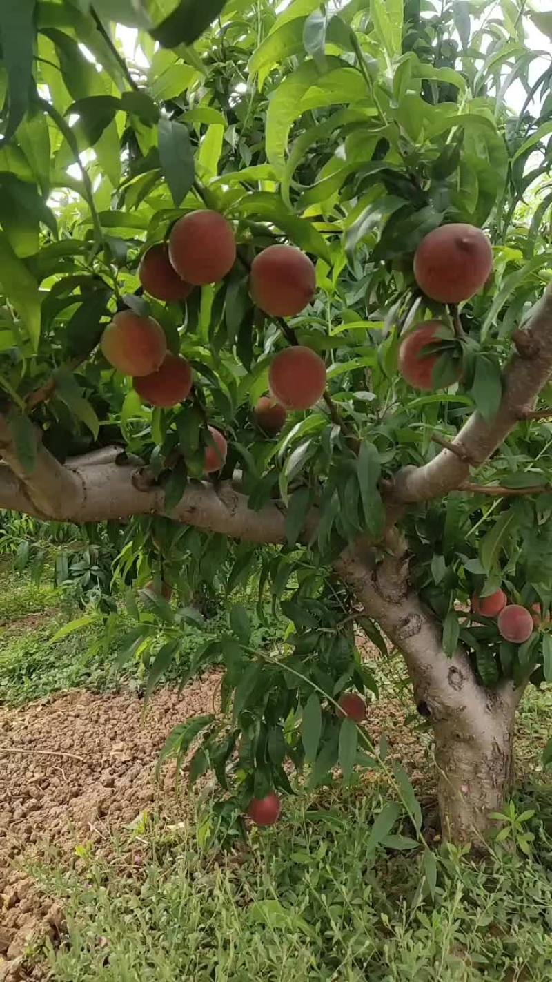 牟定县水蜜桃产地直供大量有货支持视频看货