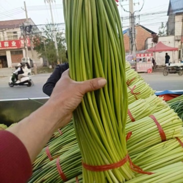 红帽蒜薹货源充足可视频看货品质保证电商代发实力代发