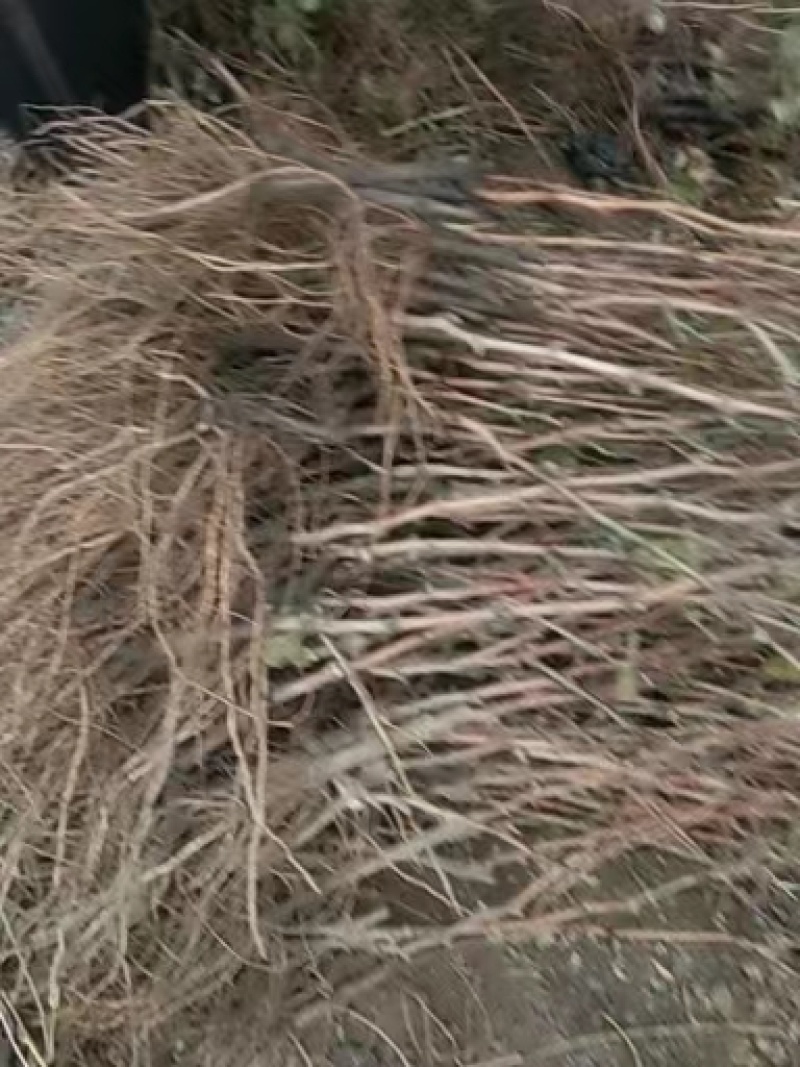 优质葡萄苗，玫瑰香葡萄苗，大粒玫瑰香葡萄苗