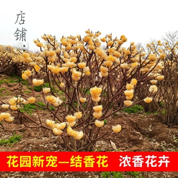 [精选]江苏宿迁结香树苗丛生结香苗庭院园林绿化结香花