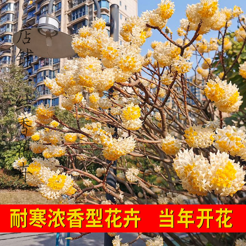 [精选]江苏宿迁结香树苗丛生结香苗庭院园林绿化结香花