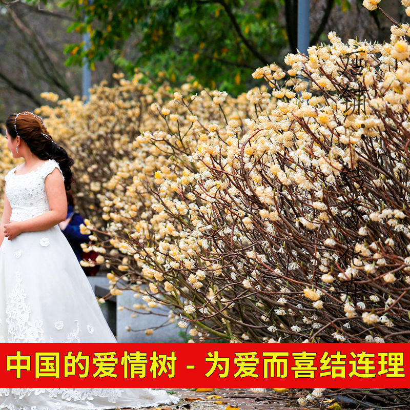 [精选]江苏宿迁结香树苗丛生结香苗庭院园林绿化结香花
