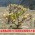 [精选]江苏宿迁结香树苗丛生结香苗庭院园林绿化结香花