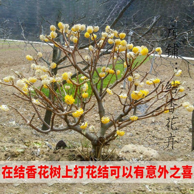 [精选]江苏宿迁结香树苗丛生结香苗庭院园林绿化结香花
