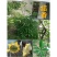 [精选]江苏宿迁结香树苗丛生结香苗庭院园林绿化结香花