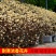 [精选]江苏宿迁结香树苗丛生结香苗庭院园林绿化结香花