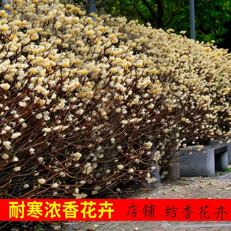 [精选]江苏宿迁结香树苗丛生结香苗庭院园林绿化结香花