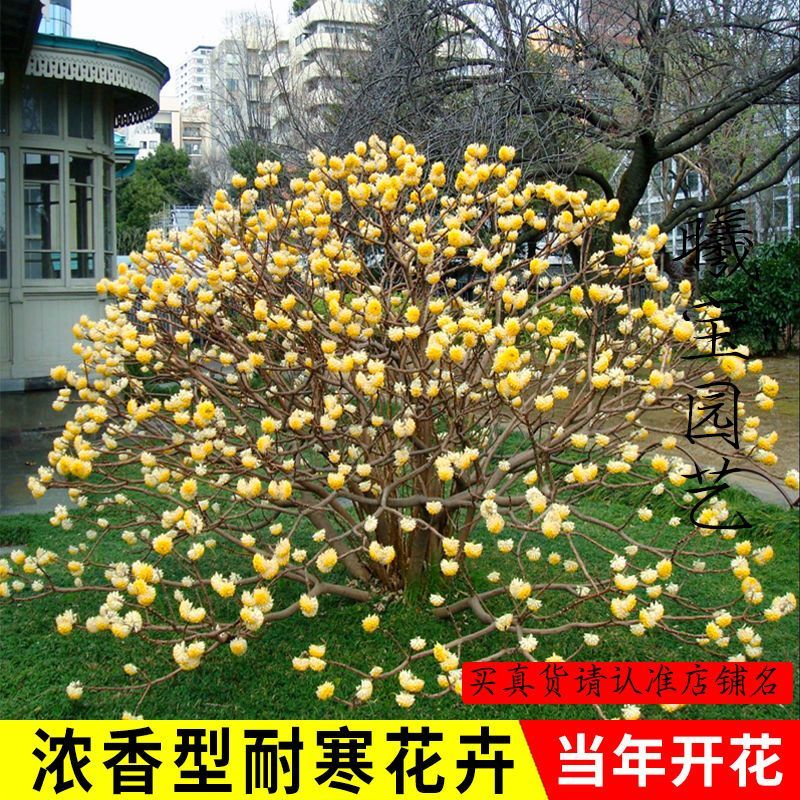 [精选]江苏宿迁结香树苗丛生结香苗庭院园林绿化结香花