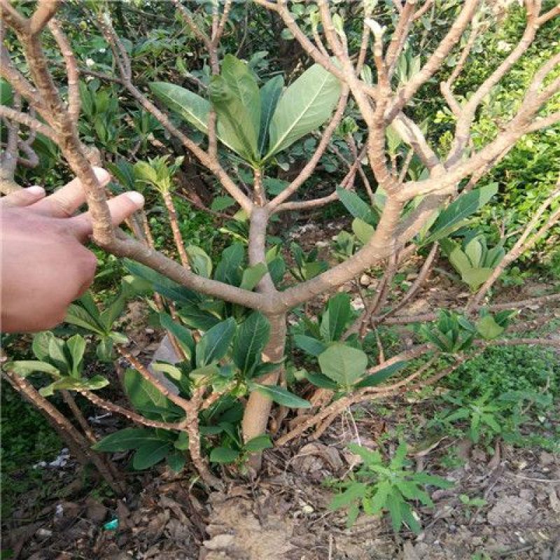 [精选]江苏宿迁结香树苗丛生结香苗庭院园林绿化结香花
