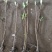 [精选]江苏宿迁结香树苗丛生结香苗庭院园林绿化结香花