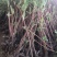 [精选]江苏宿迁结香树苗丛生结香苗庭院园林绿化结香花