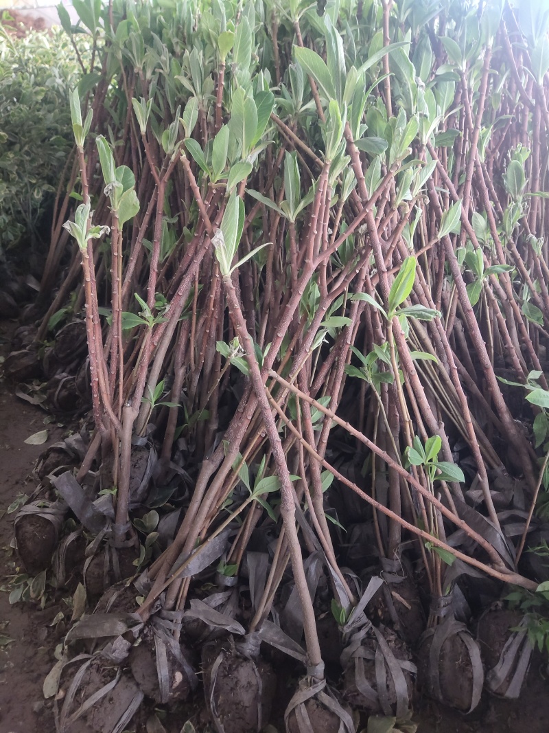 [精选]江苏宿迁结香树苗丛生结香苗庭院园林绿化结香花