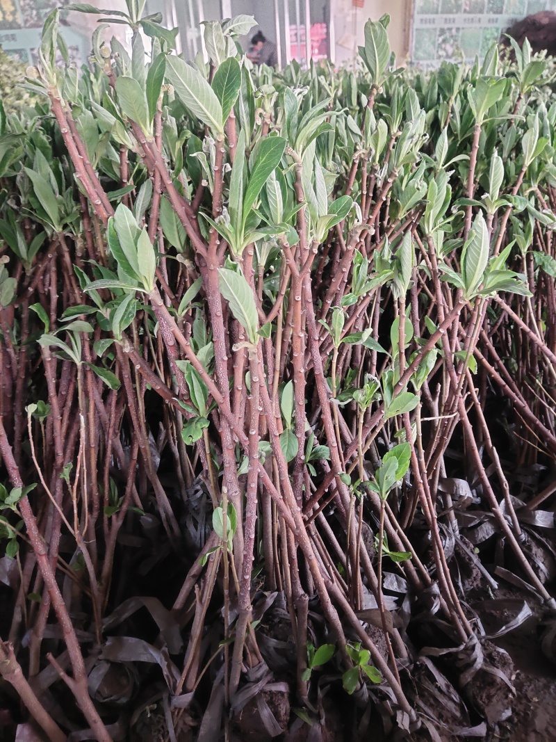 [精选]江苏宿迁结香树苗丛生结香苗庭院园林绿化结香花