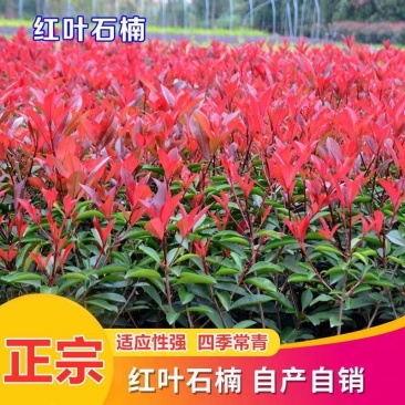 [精选]江苏宿迁红叶石楠苗四季常青绿化红叶石楠树苗