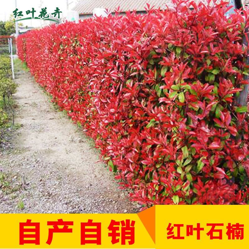 [精选]江苏宿迁红叶石楠苗四季常青绿化红叶石楠树苗