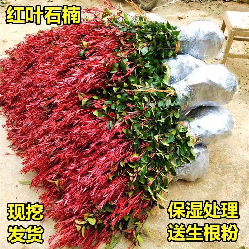 [精选]江苏宿迁红叶石楠苗四季常青绿化红叶石楠树苗