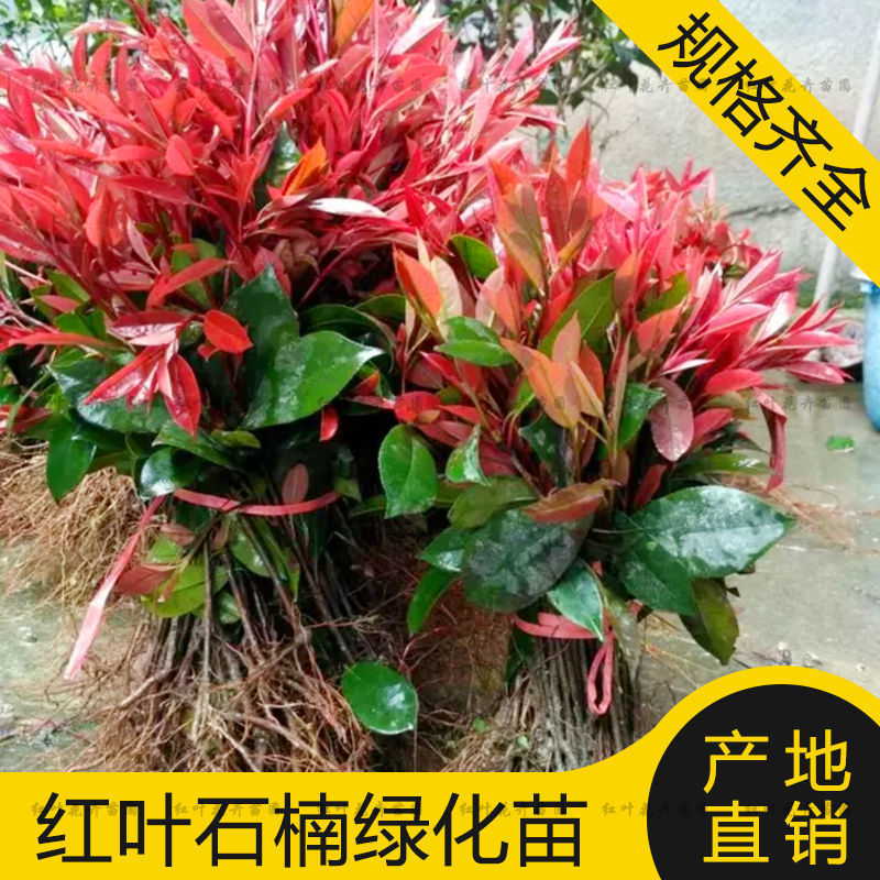 [精选]江苏宿迁红叶石楠苗四季常青绿化红叶石楠树苗