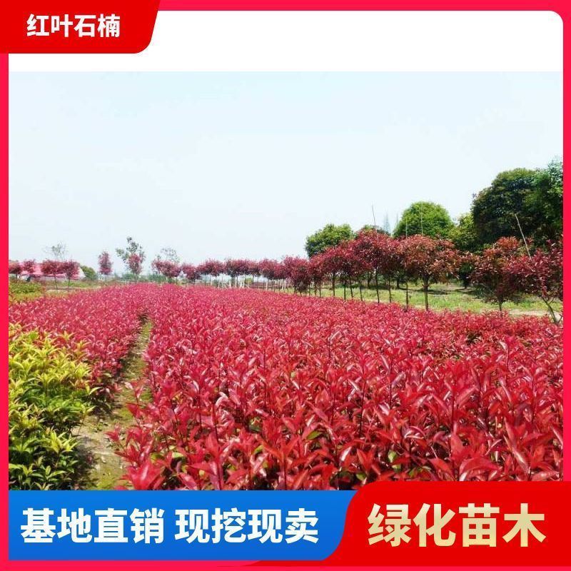 [精选]江苏宿迁红叶石楠苗四季常青绿化红叶石楠树苗