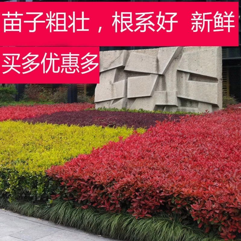 [精选]江苏宿迁红叶石楠苗四季常青绿化红叶石楠树苗