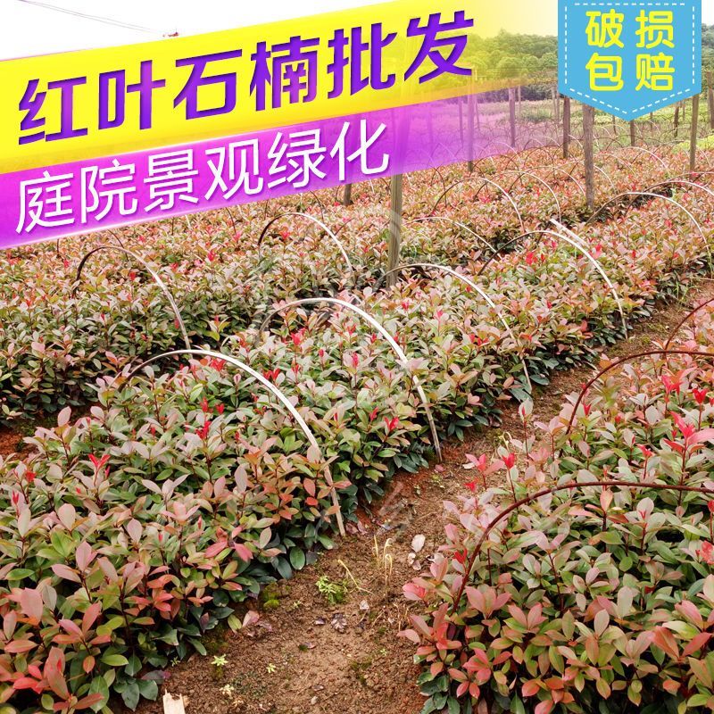 [精选]江苏宿迁红叶石楠苗四季常青绿化红叶石楠树苗