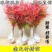 [精选]江苏宿迁红叶南天竹四季变色红园林南天竹苗