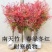 [精选]江苏宿迁红叶南天竹四季变色红园林南天竹苗
