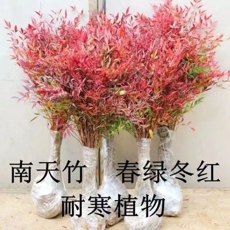 [精选]江苏宿迁红叶南天竹四季变色红园林南天竹苗