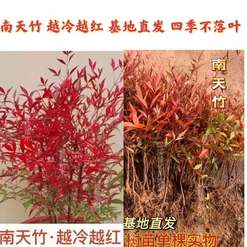 [精选]江苏宿迁红叶南天竹四季变色红园林南天竹苗