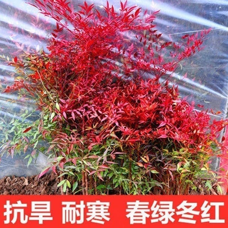 [精选]江苏宿迁红叶南天竹四季变色红园林南天竹苗