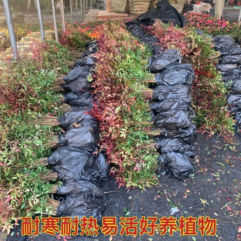 [精选]江苏宿迁红叶南天竹四季变色红园林南天竹苗