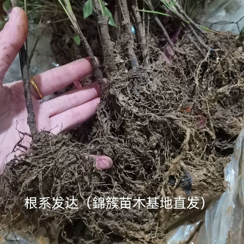 [精选]江苏宿迁红叶南天竹四季变色红园林南天竹苗