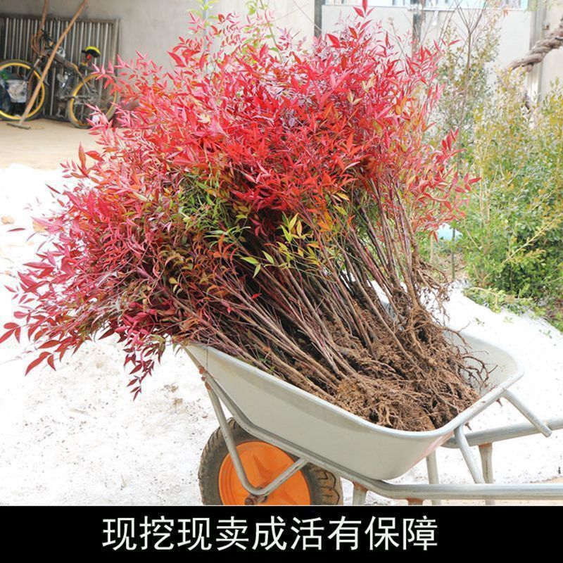 [精选]江苏宿迁红叶南天竹四季变色红园林南天竹苗
