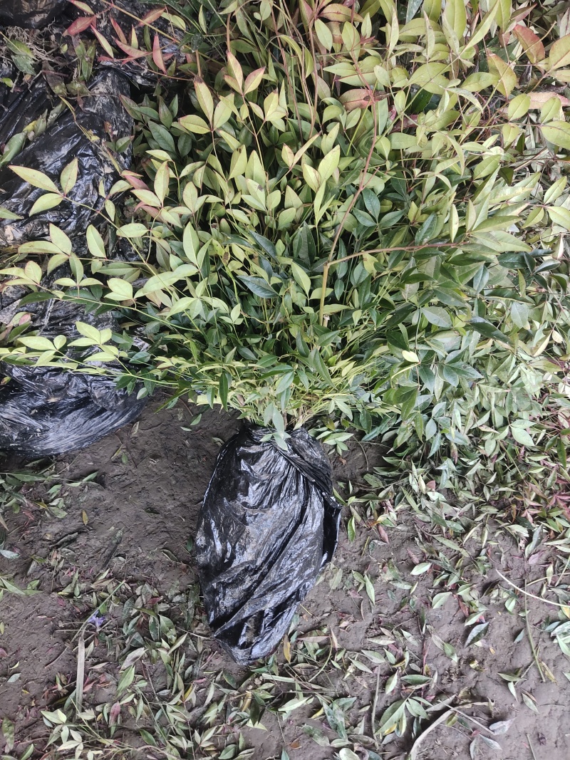 [精选]江苏宿迁红叶南天竹四季变色红园林南天竹苗
