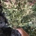 [精选]江苏宿迁红叶南天竹四季变色红园林南天竹苗