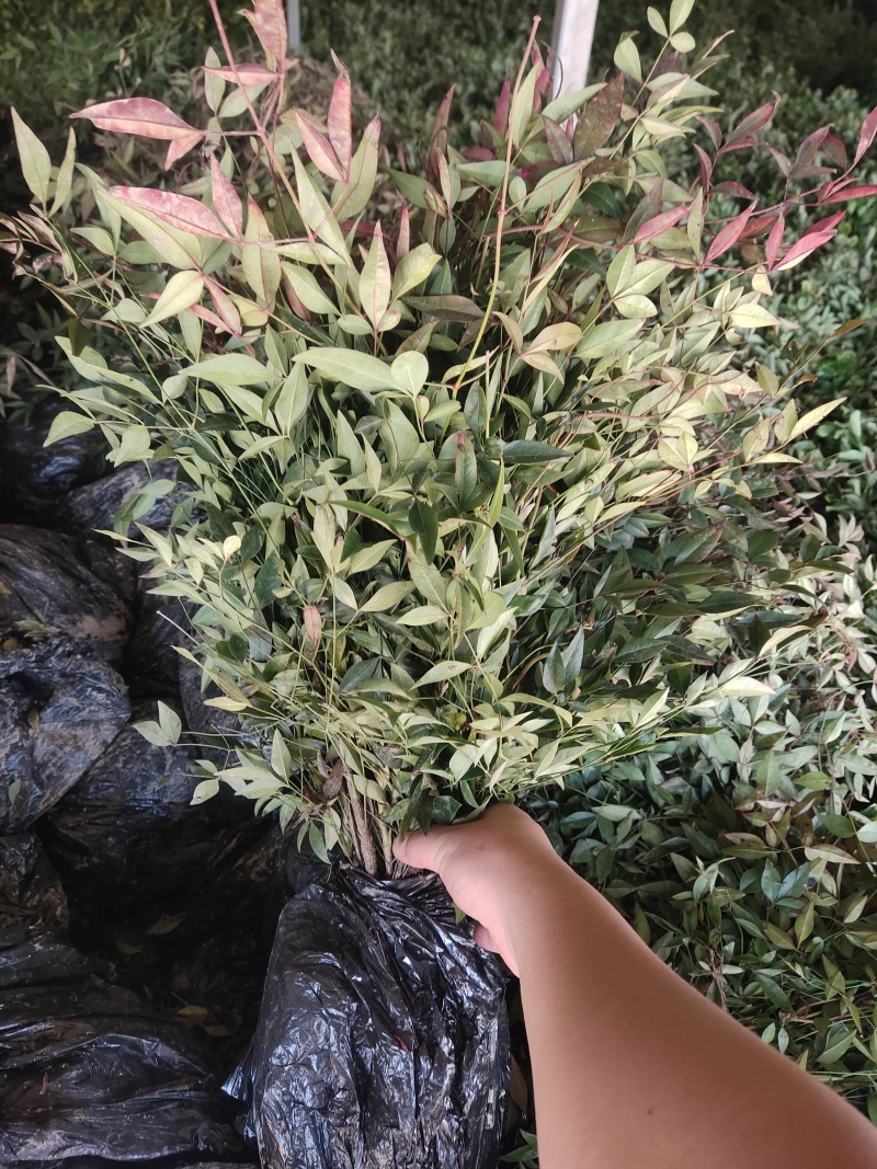 [精选]江苏宿迁红叶南天竹四季变色红园林南天竹苗