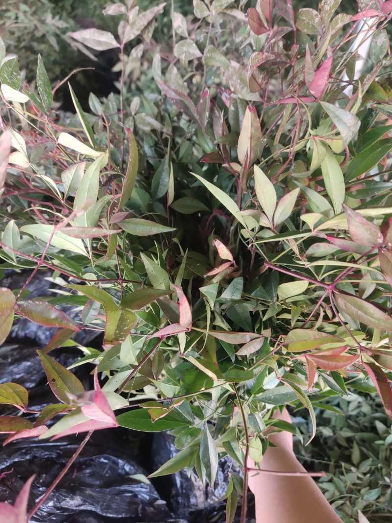 [精选]江苏宿迁红叶南天竹四季变色红园林南天竹苗