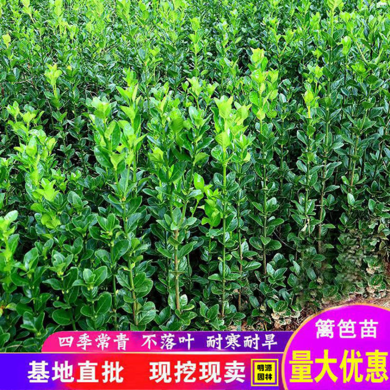 [精选]江苏宿迁北海道黄杨绿篱篱笆现挖现发北海道苗