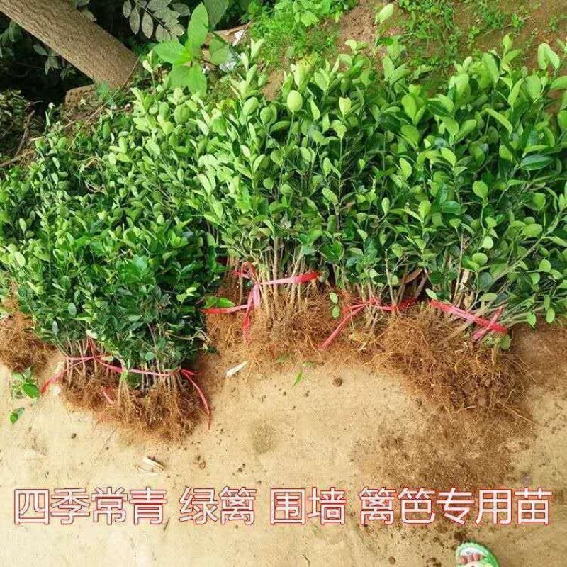 [精选]江苏宿迁北海道黄杨绿篱篱笆现挖现发北海道苗