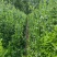 [精选]江苏宿迁北海道黄杨绿篱篱笆现挖现发北海道苗