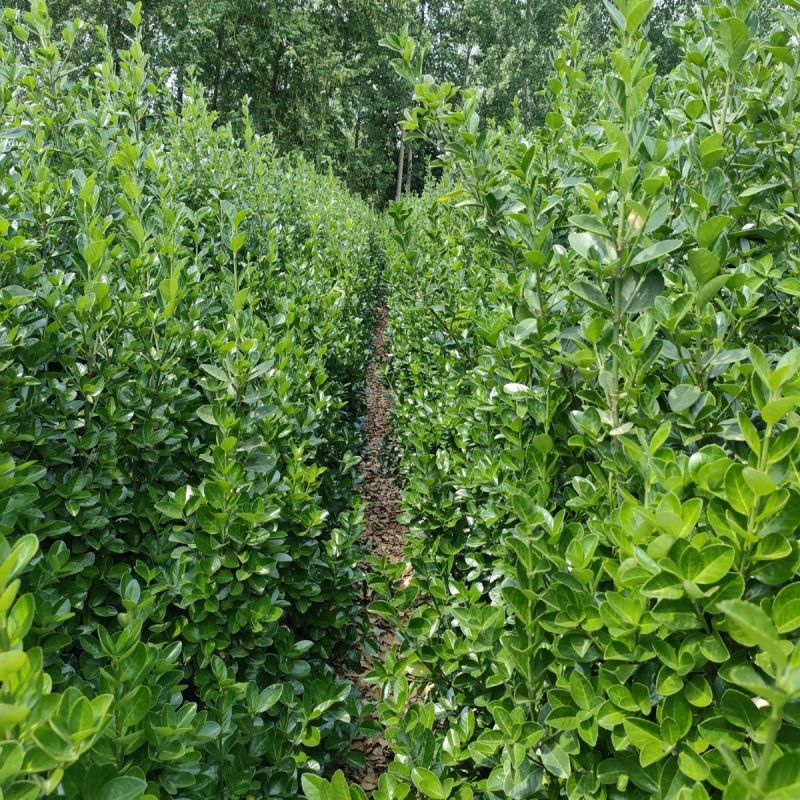 [精选]江苏宿迁北海道黄杨绿篱篱笆现挖现发北海道苗