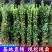 [精选]江苏宿迁北海道黄杨绿篱篱笆现挖现发北海道苗
