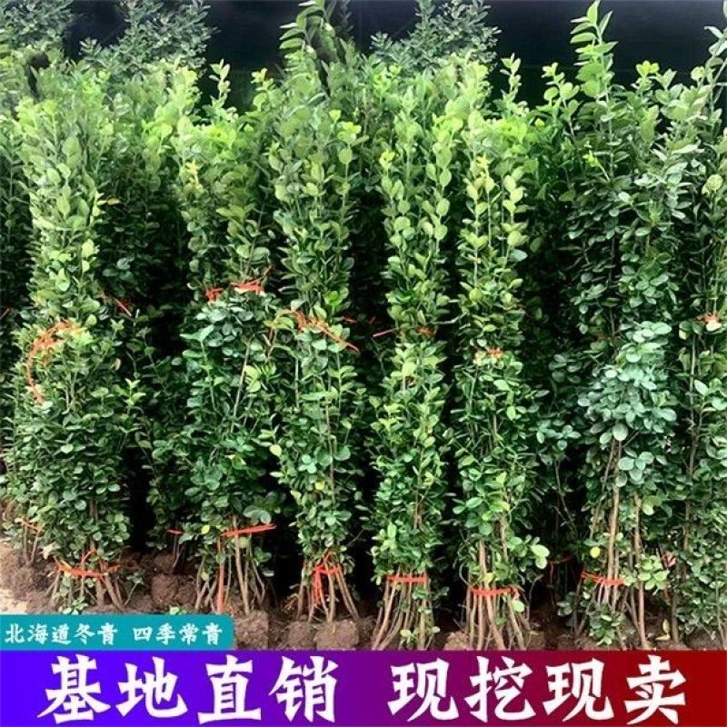[精选]江苏宿迁北海道黄杨绿篱篱笆现挖现发北海道苗