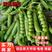 【豌豆】精品青豌豆大量上市产地直发供应各大市场电商
