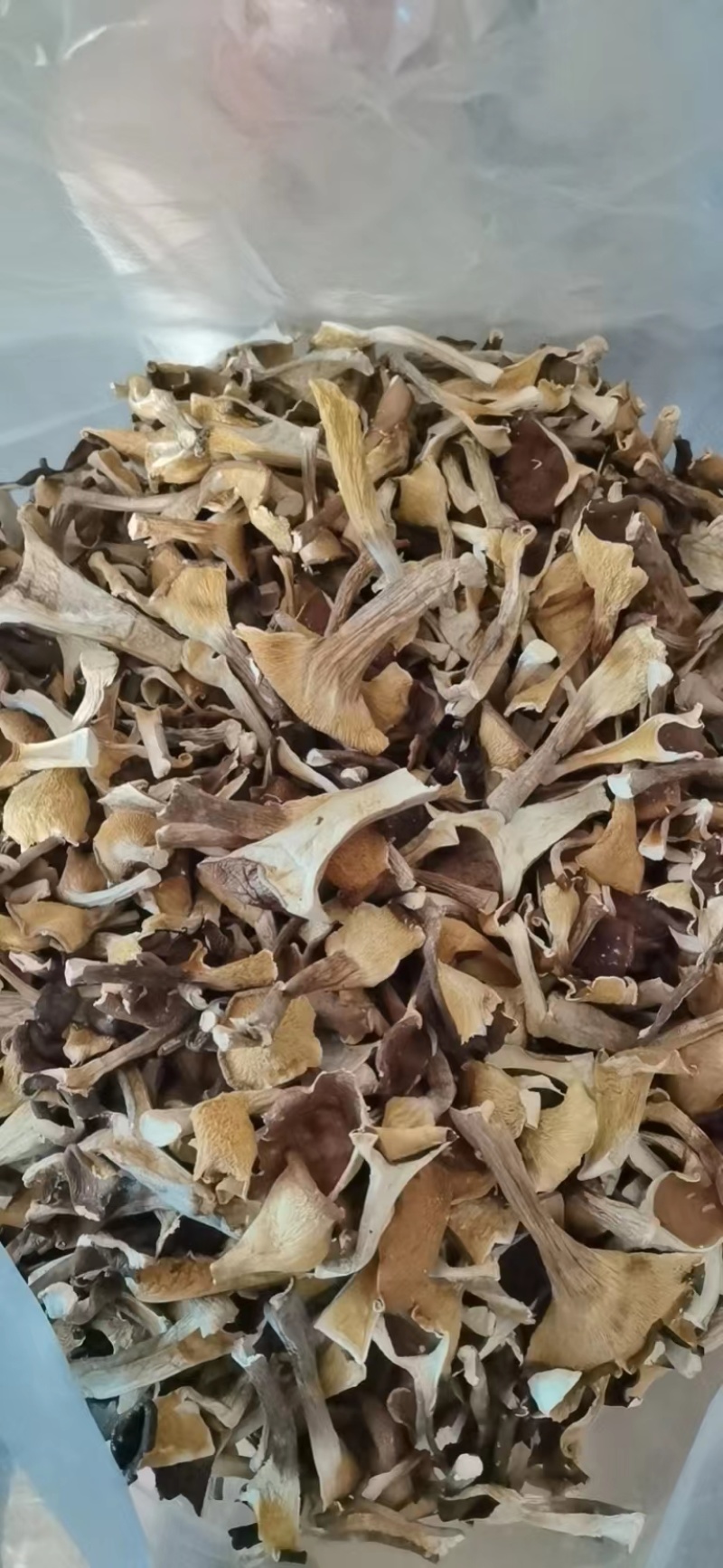 福建漳州猪肚菇干货大量上市，品质保证，全国发货，欢迎订购