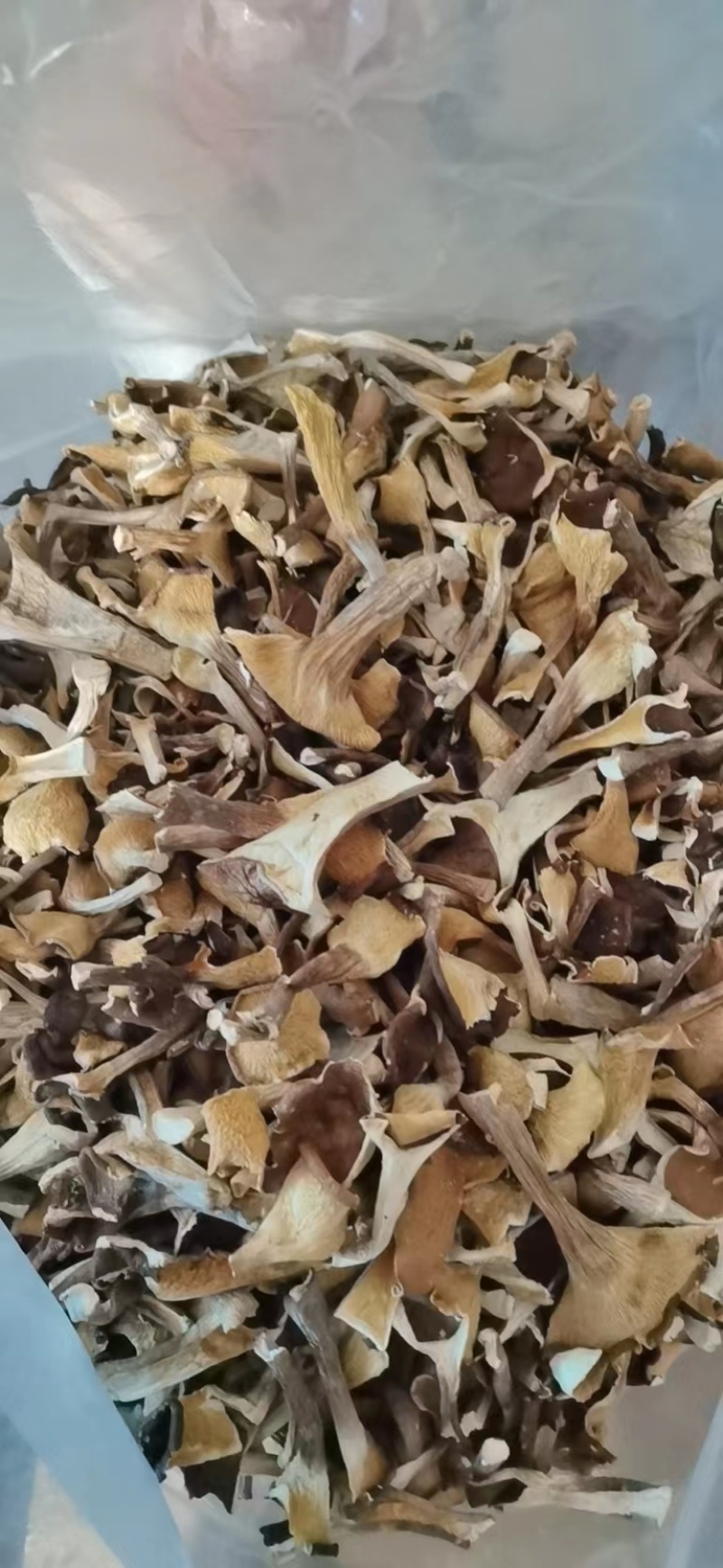 福建漳州猪肚菇干货大量上市，品质保证，全国发货，欢迎订购