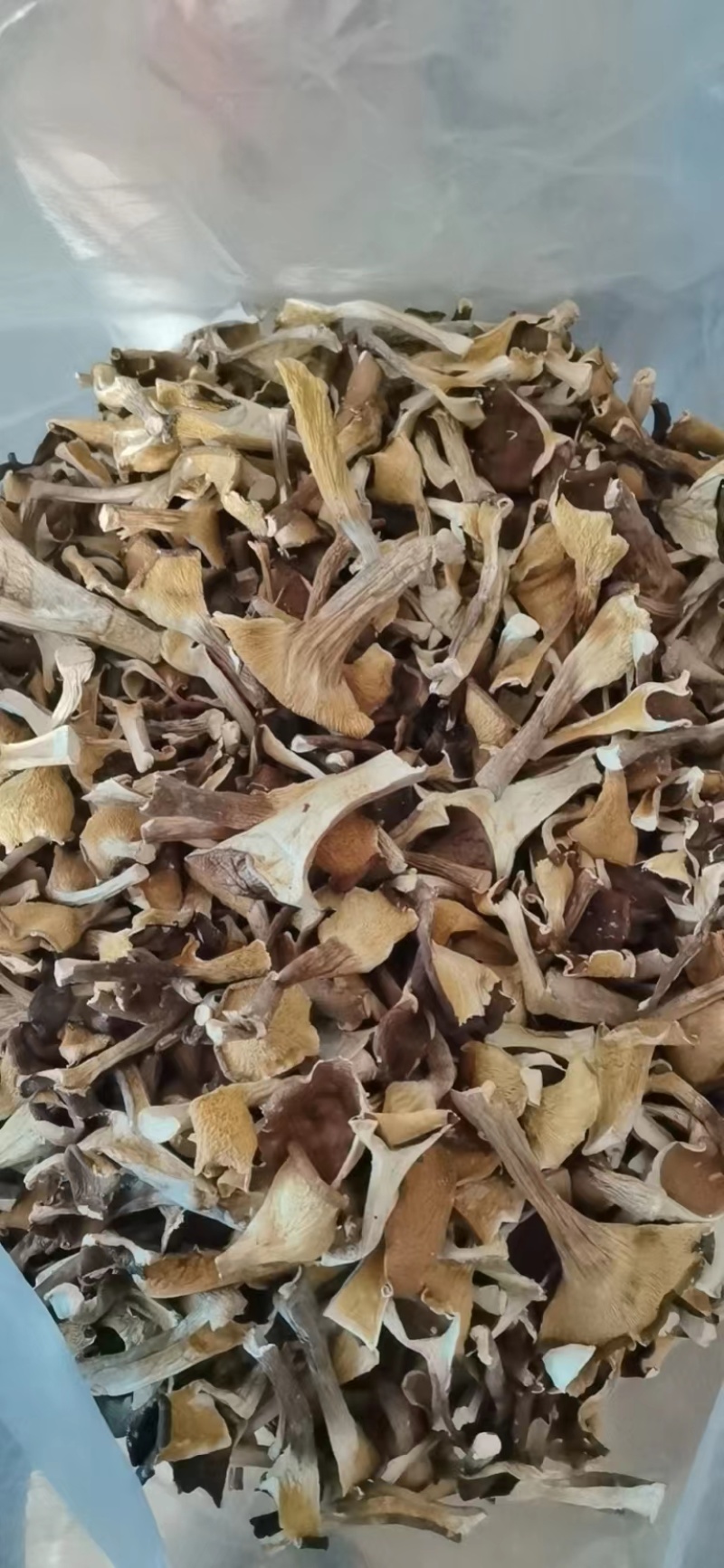 福建漳州猪肚菇干货大量上市，品质保证，全国发货，欢迎订购