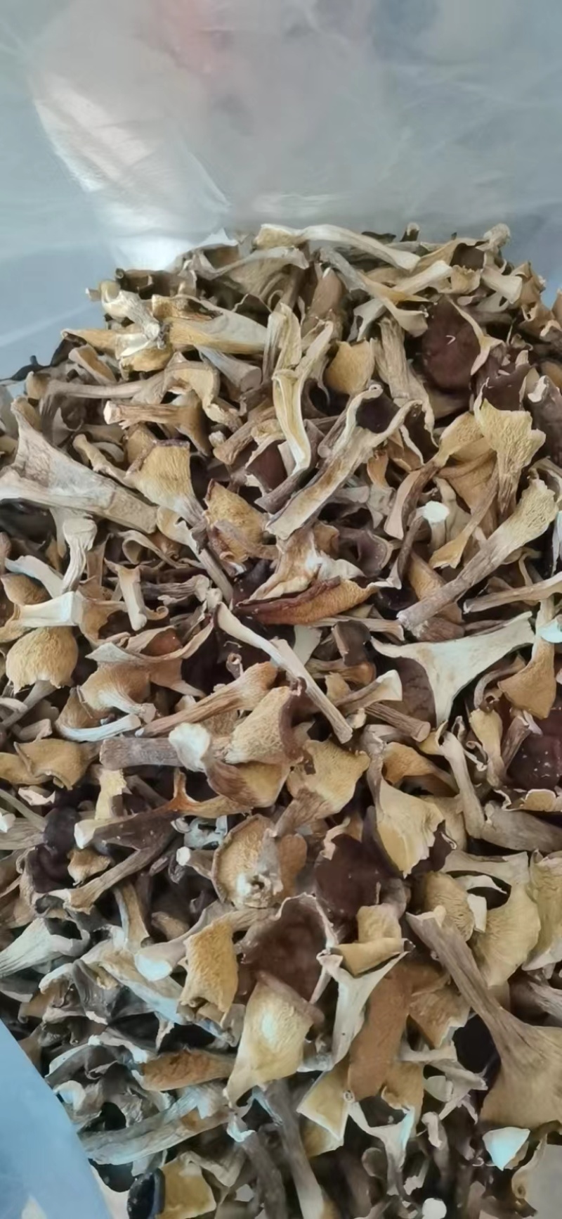 福建漳州猪肚菇干货大量上市，品质保证，全国发货，欢迎订购