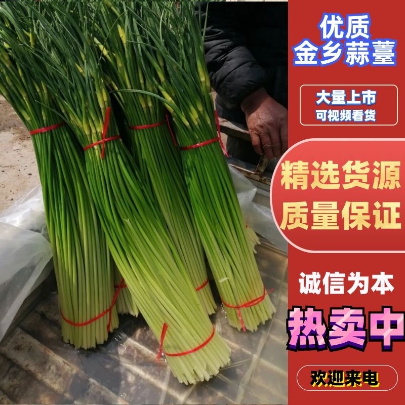 大量供应优质白帽蒜苔，产地直发，价格低，代发全国各地市场