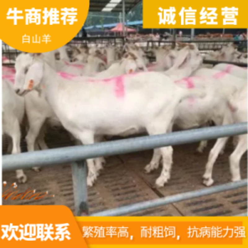 美国白山羊白山羊繁殖率高，耐粗饲，抗病能力强