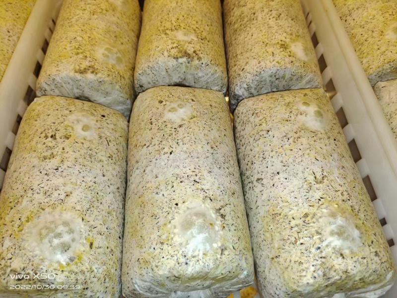 金耳菌包，大量供应不需要泡发直接炖煮，新鲜金耳菌包